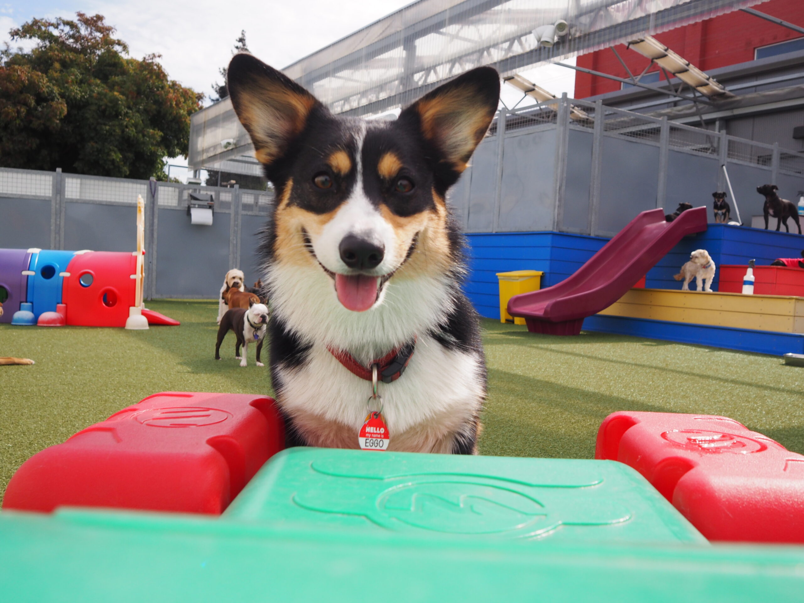 The Dog Social Club Cooperative · Oakland's best dog daycare